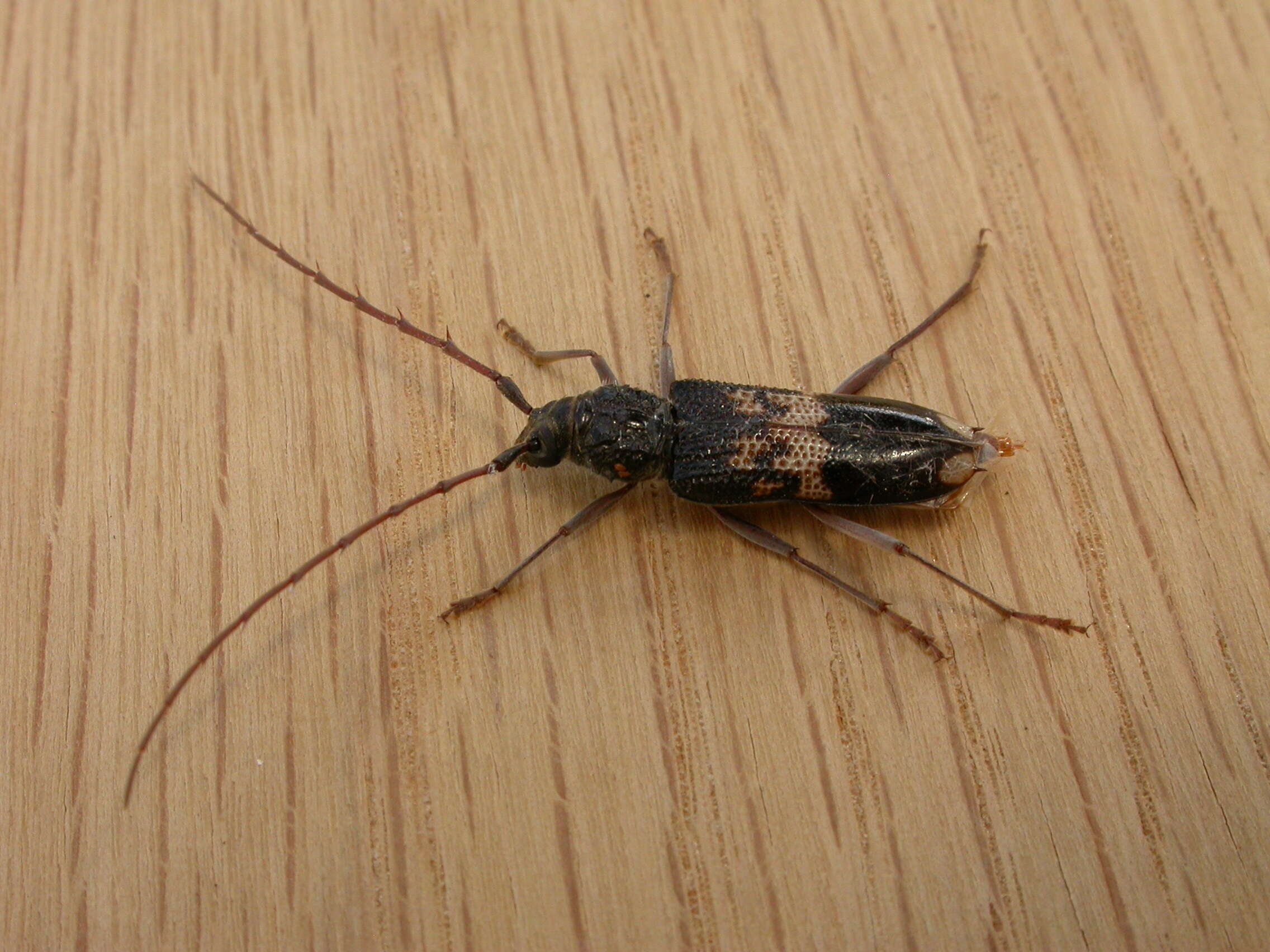 Image of Eucalyptus longhorn borer