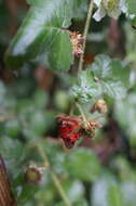 Image of West Indian raspberry