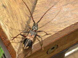 Image of Eucalyptus longhorn borer