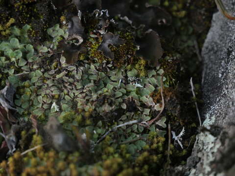 Image of Riccia ciliifera Link