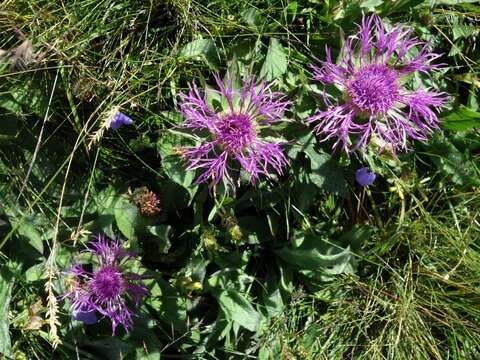 Imagem de Centaurea nervosa Willd.