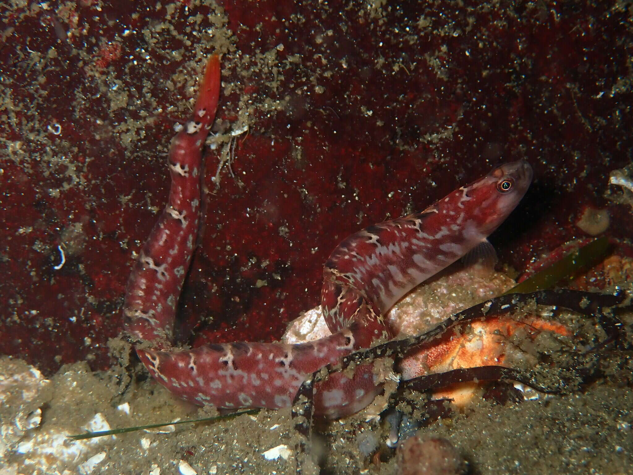 Image de sigouine à longue nageoire