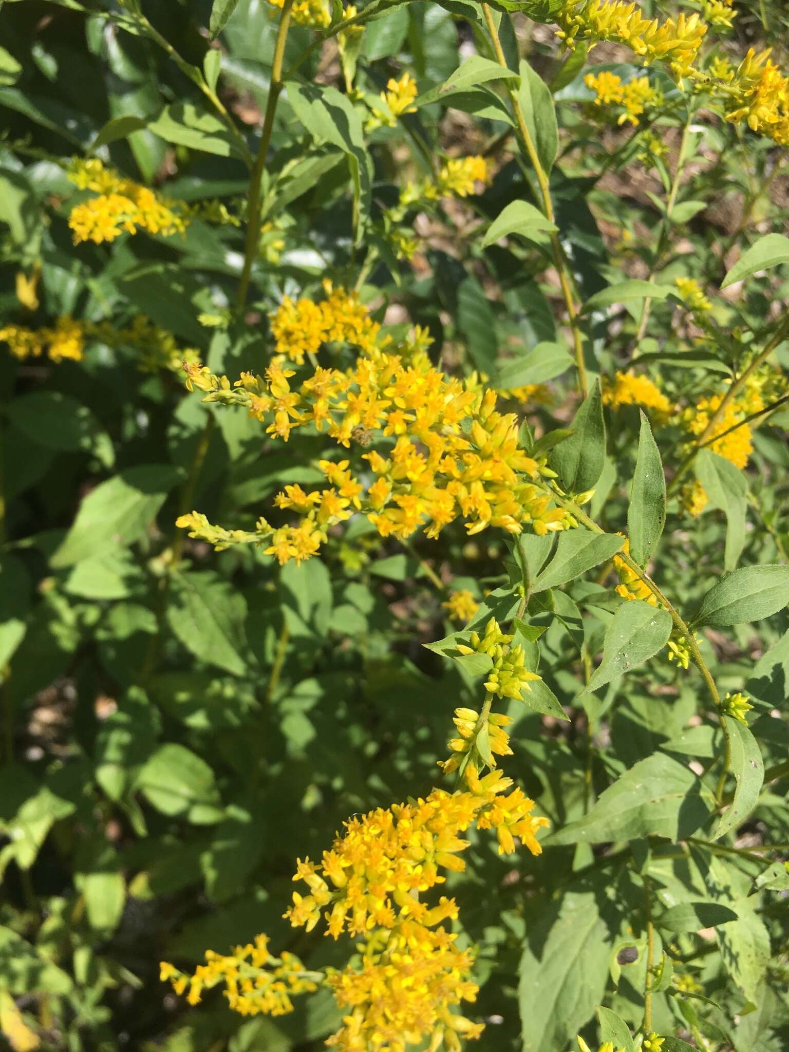 Image of <i>Solidago <i>ulmifolia</i></i> var. ulmifolia