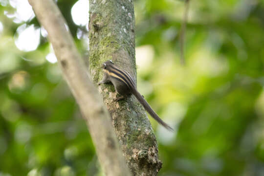 Image of Tamiops mcclellandii leucotis (Temminck 1853)