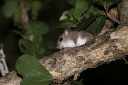 Image of Indomalayan Pencil-tailed Tree Mouse