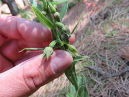 Image of Green-Flowered Helleborne