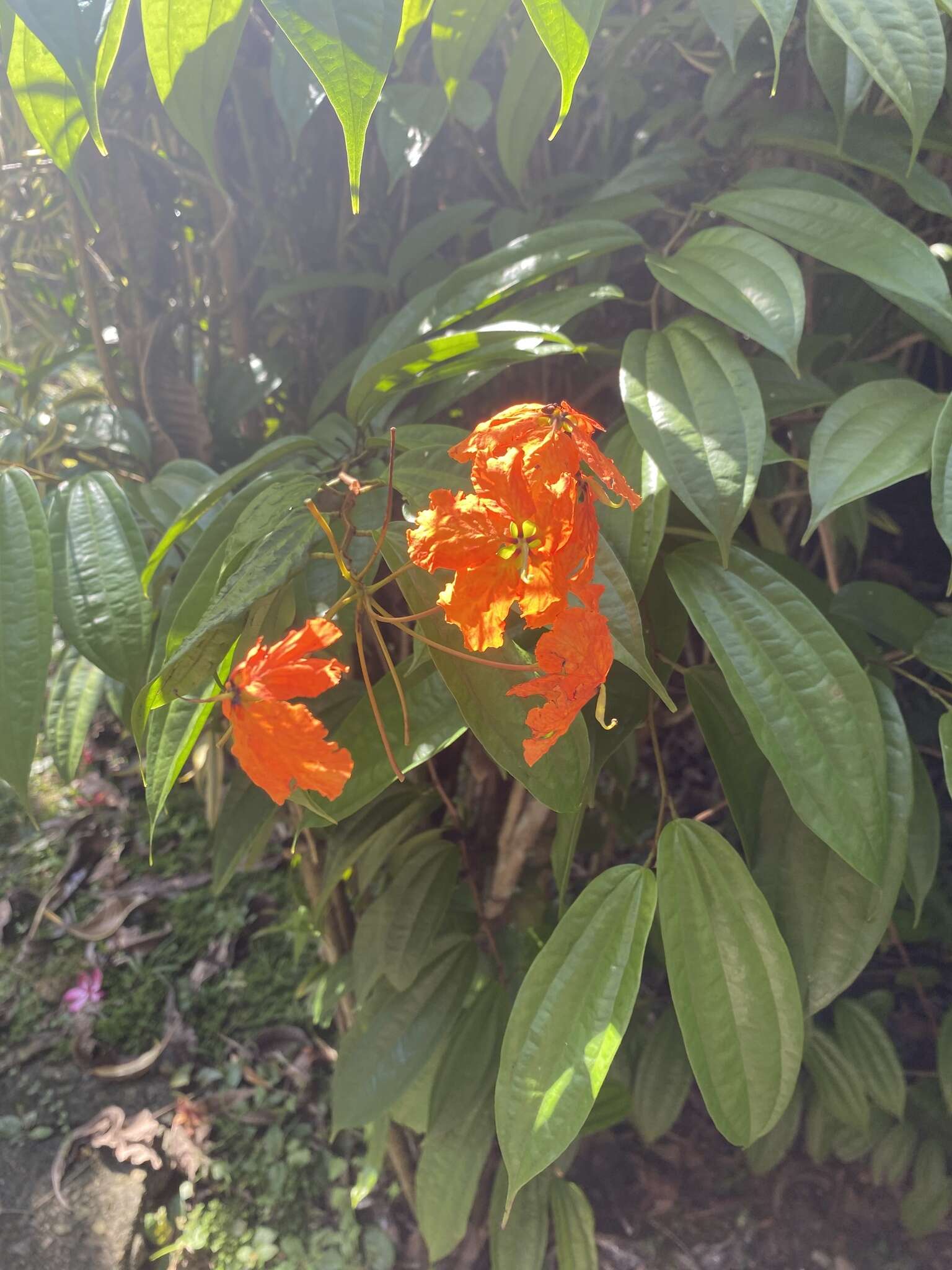 Image of Bauhinia kockiana var. kockiana