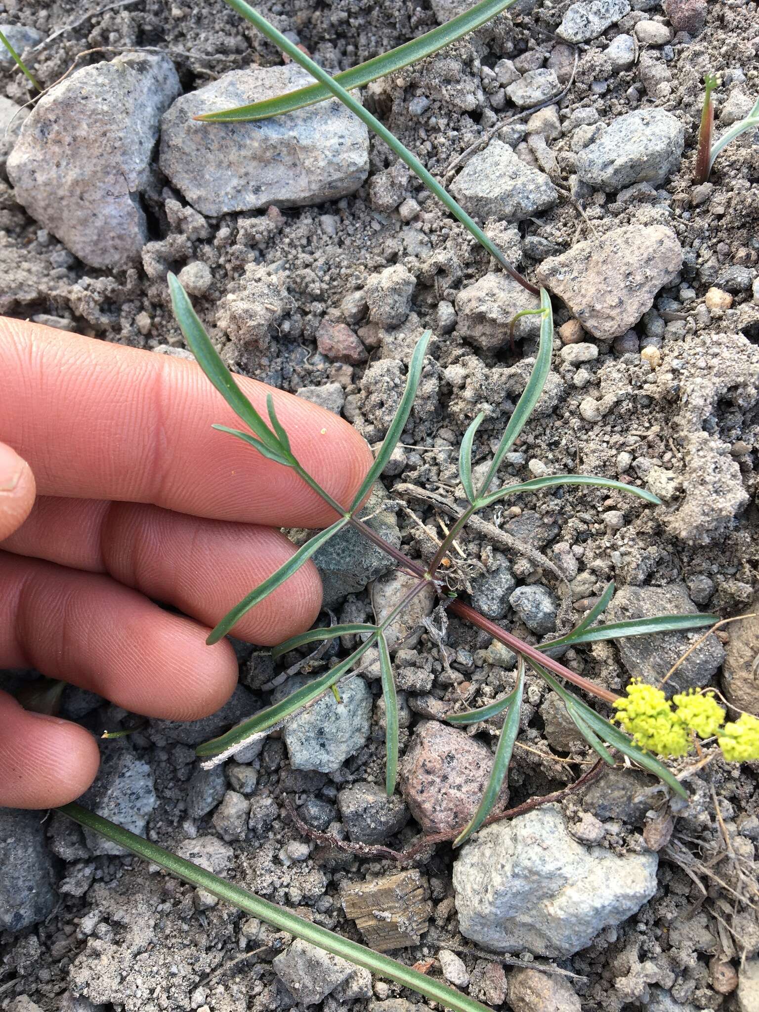 Image de Lomatium stebbinsii M. A. Schlessman & L. Constance