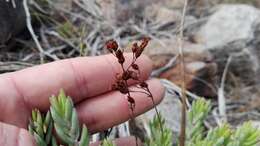 Image of Crassula biplanata Haw.