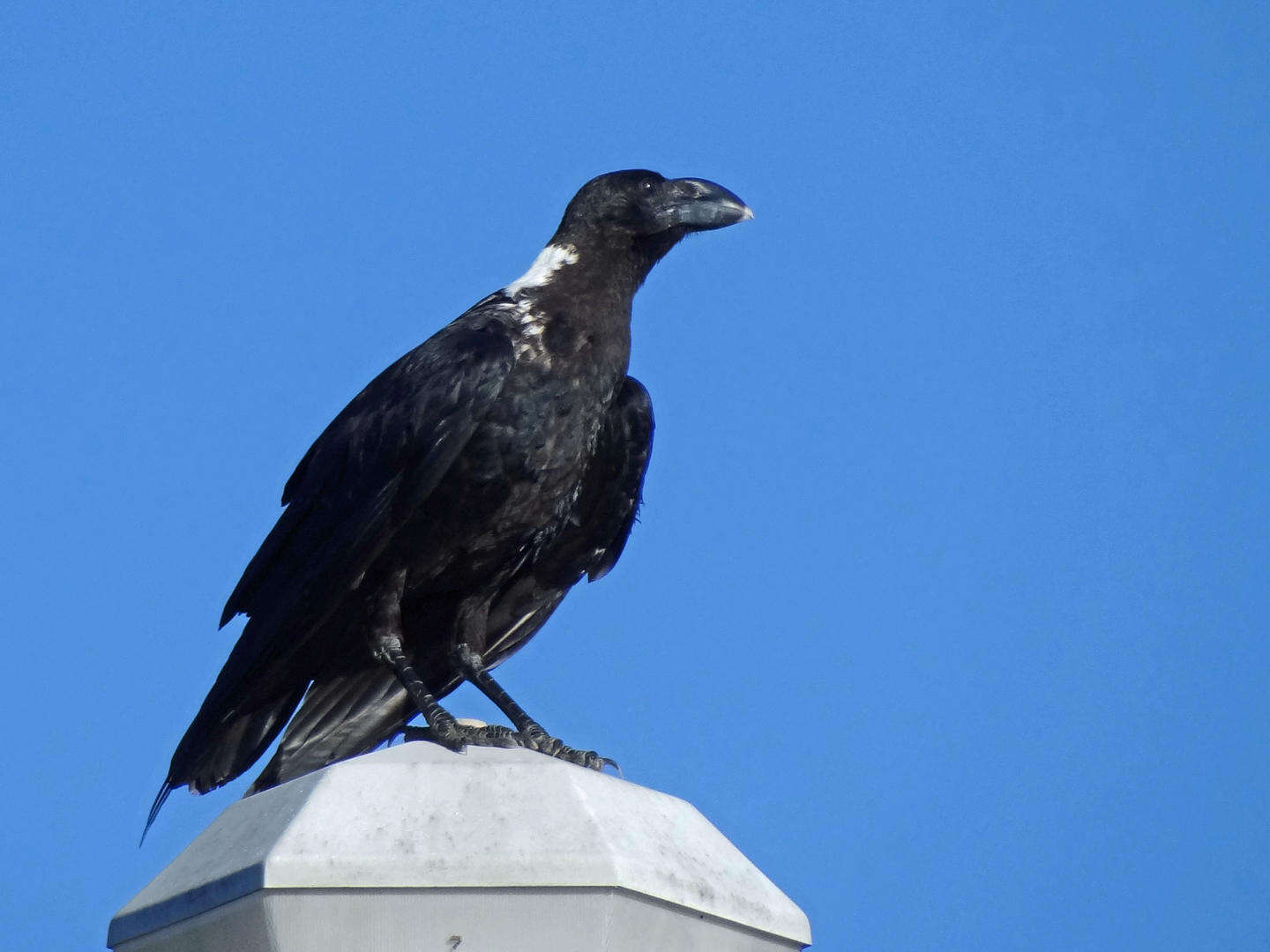 Image of White-necked Raven