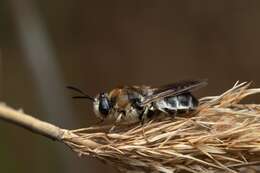 صورة Stratiomys longicornis (Scopoli 1763)