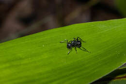 صورة Polyrhachis moesta Emery 1887