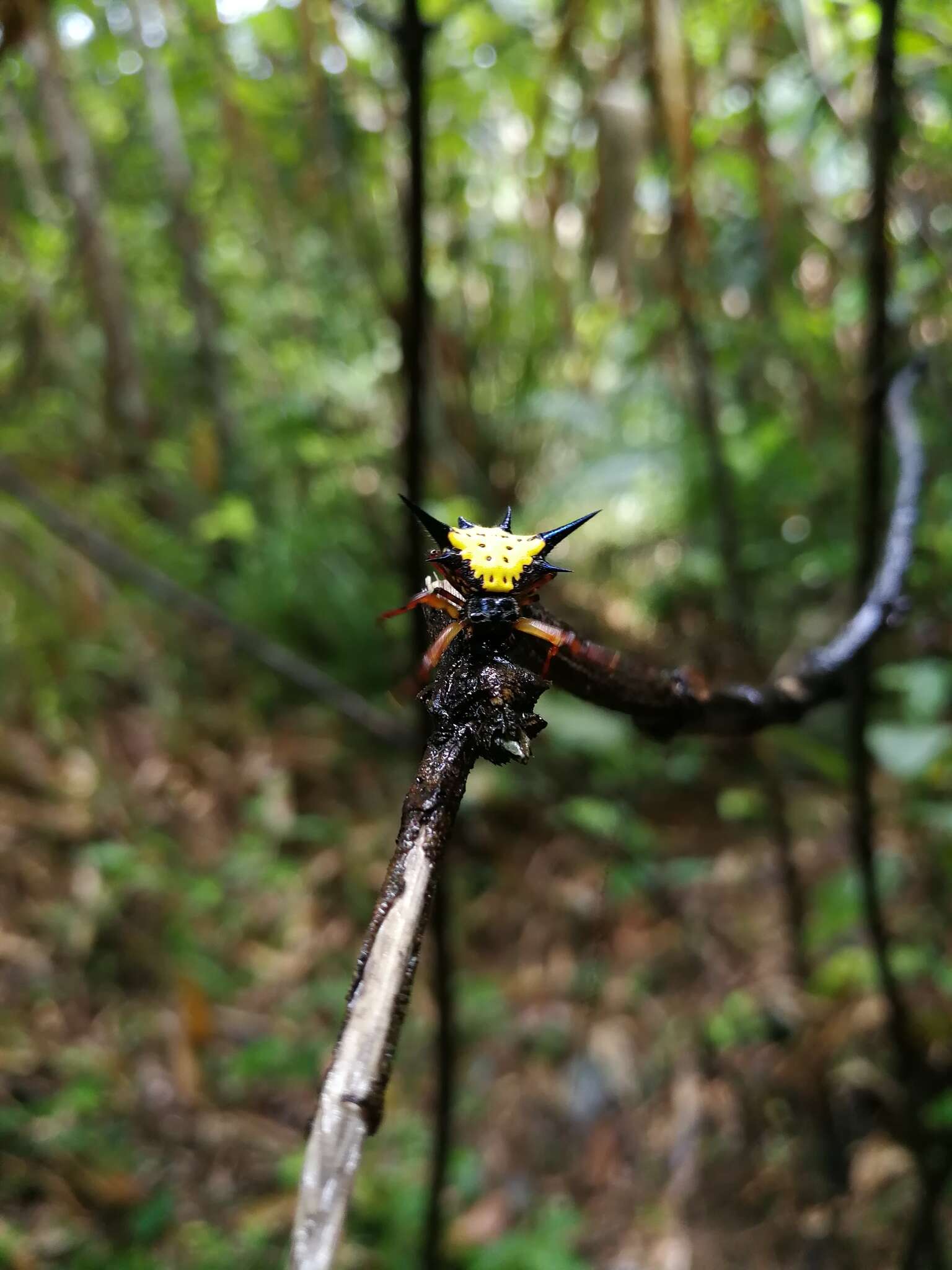 Image of Macracantha hasselti (C. L. Koch 1837) Macharoenboon, Siriwut & Jeratthitikul 2021