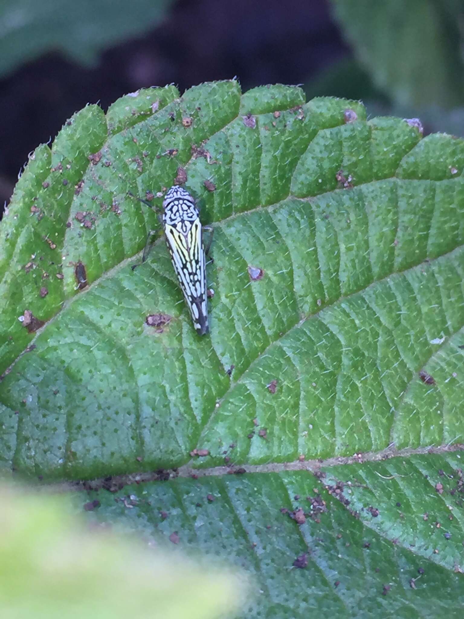 Graphocephala edwardsii (Signoret 1855)的圖片