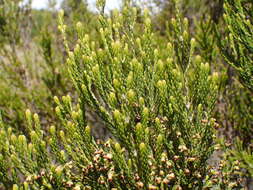 Plancia ëd Erica reunionensis E. G. H. Oliver