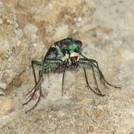 Image de Cicindela (Cicindela) pimeriana Le Conte 1867