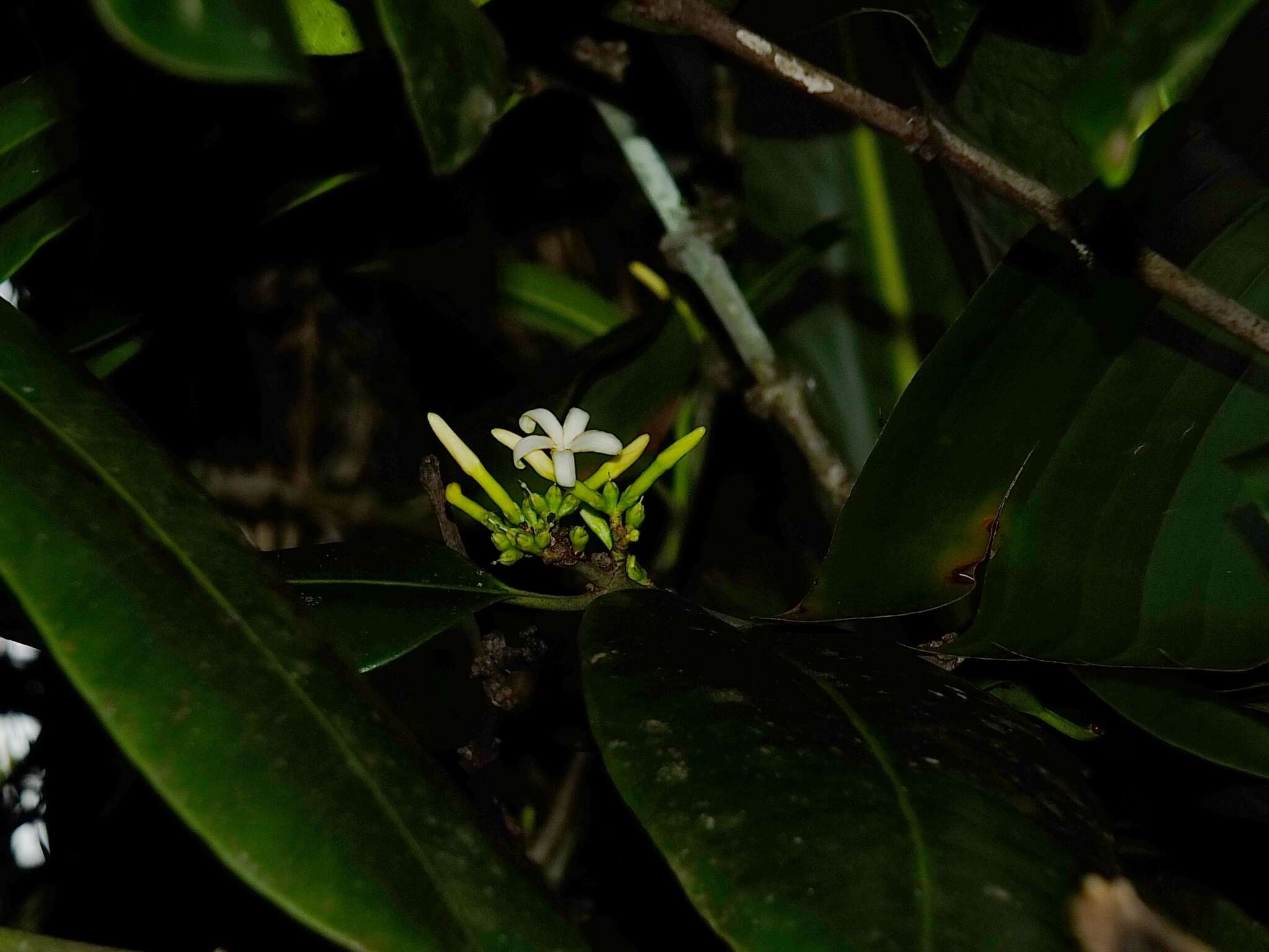 Image of Ambelania acida Aubl.