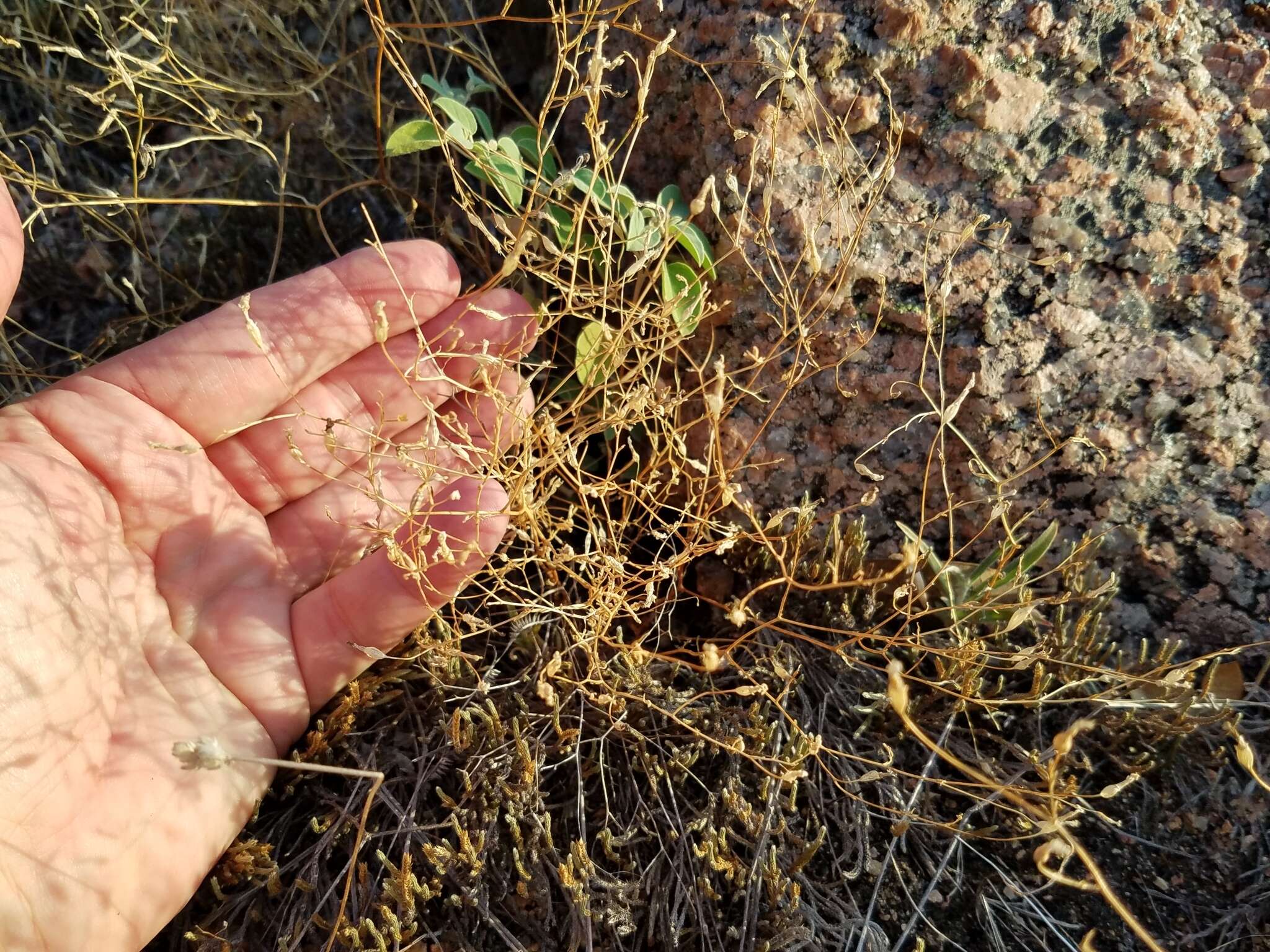 Image of basin bellflower