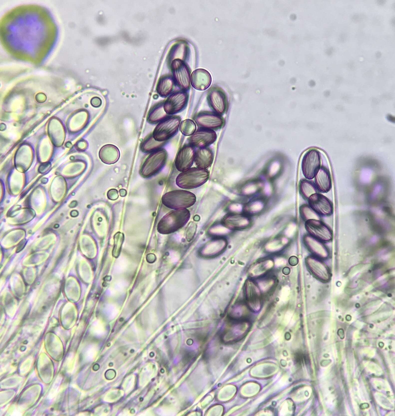 Слика од Ascobolus crenulatus P. Karst. 1868