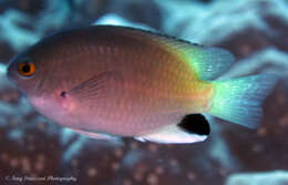 Image of Black-spot damsel