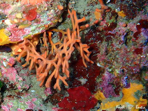 Image of deer-antler crust