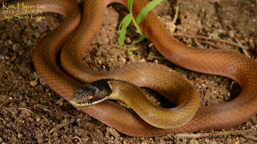 صورة Sibynophis chinensis (Günther 1889)