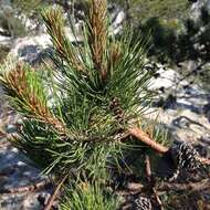 Image of Aztec Pine