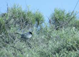 Image of California Gnatcatcher