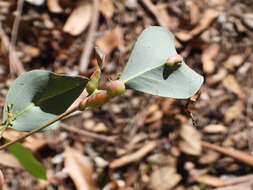 Image of Gall wasp