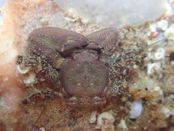 Image of chocolate porcelain crab