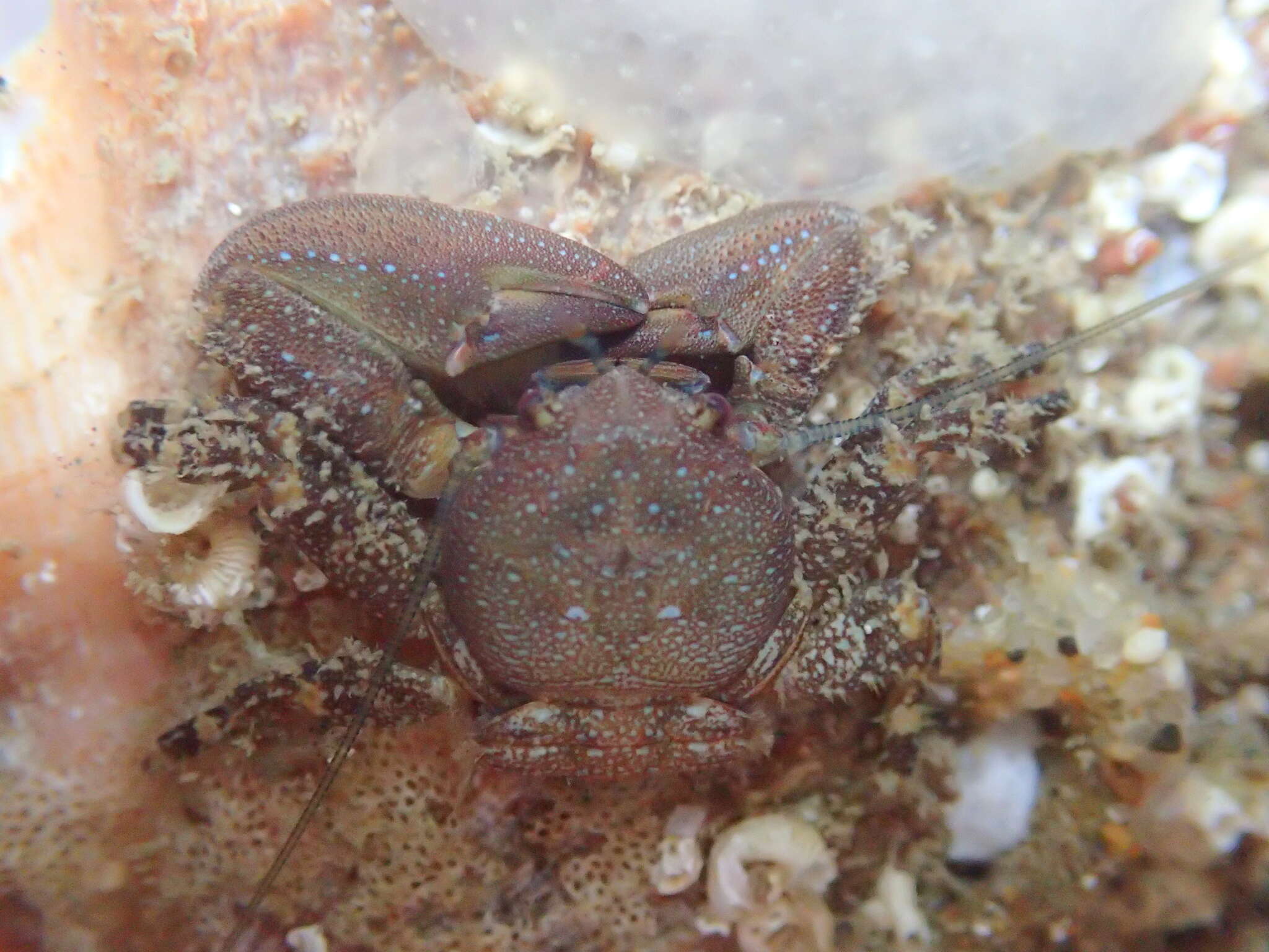 Image of chocolate porcelain crab