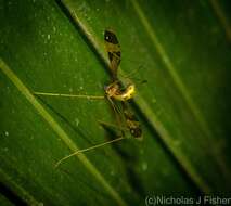 Image of Dapanoptera richmondiana Skuse 1896