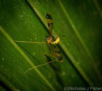 Dapanoptera resmi