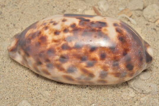 Image of Chelycypraea Schilder 1927