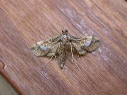 Image of Ornate Hydriris Moth