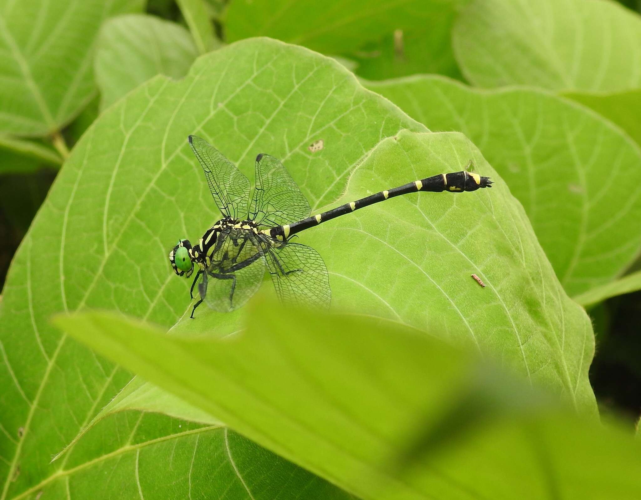 Imagem de Burmagomphus collaris (Needham 1929)