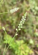 Image of whorled milkwort