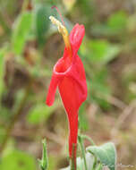 Image of Ruellia asperula (Mart. ex Ness) Lindau