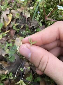 Image of western false rue anemone