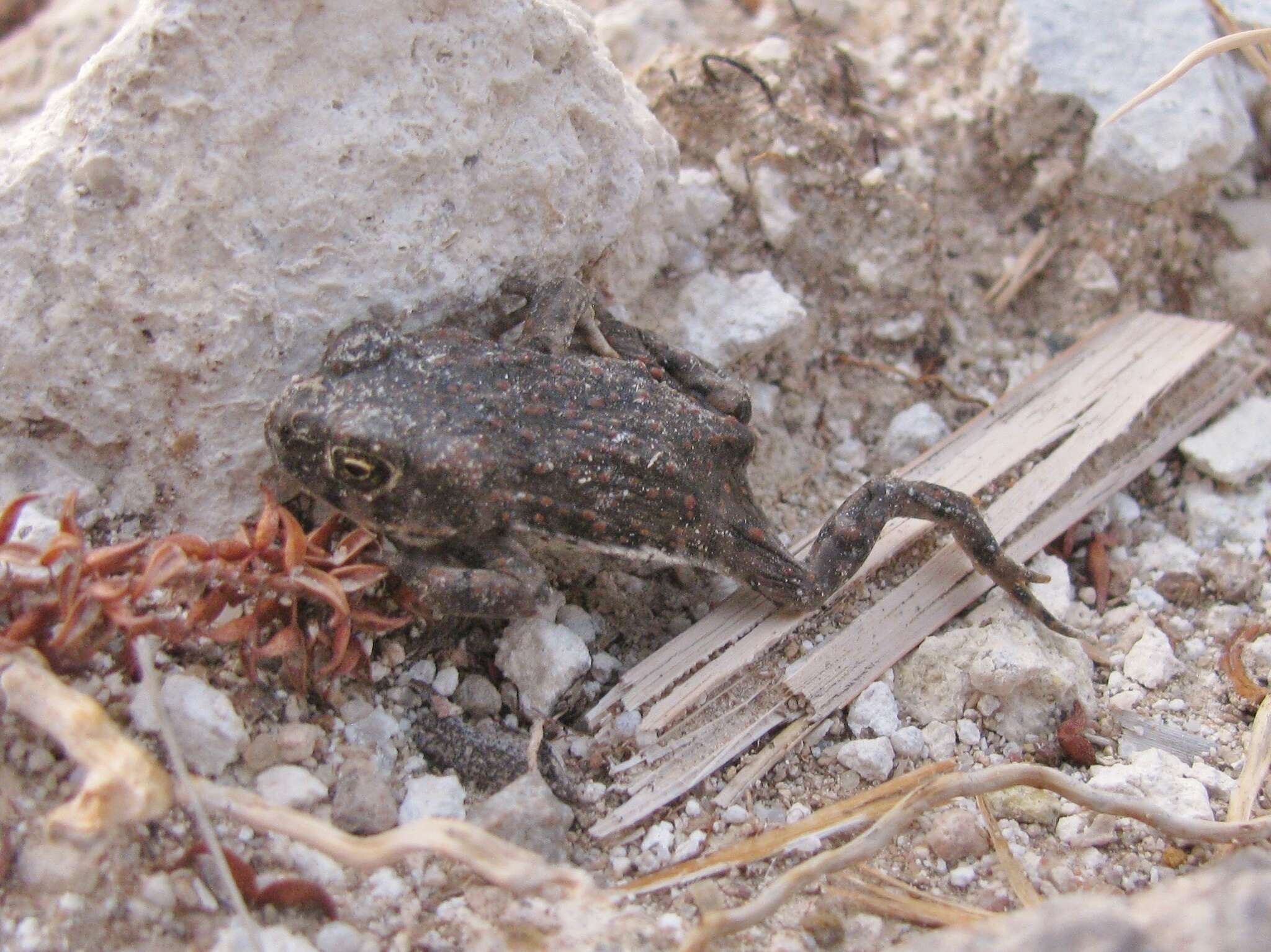 Image of Amargosa toad