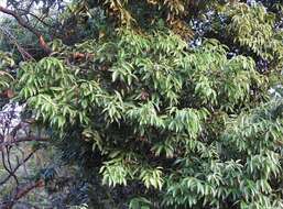 Imagem de Cinnamomum burmannii (Nees & T. Nees) Bl.