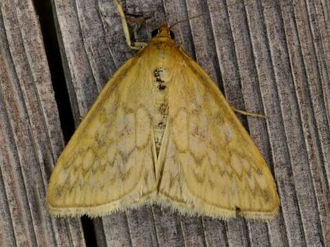 Image of Sitochroa Moth