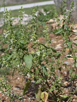 Stachys annua (L.) L.的圖片