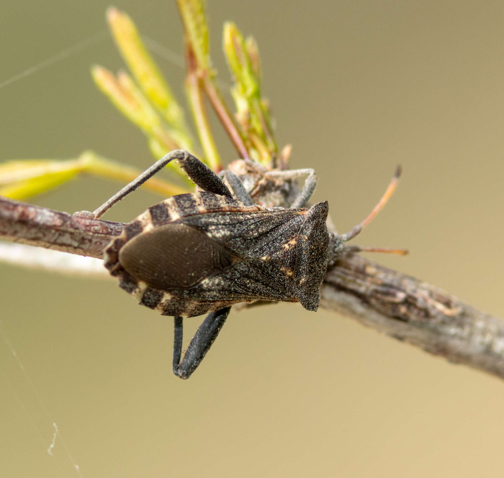 Image de Mozena obtusa Uhler 1876