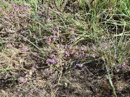 Image of False Grass-poly