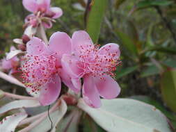 Image of Archytaea triflora Mart.