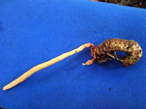 Image of Ophiocordyceps melolonthae (Tul. & C. Tul.) G. H. Sung, J. M. Sung, Hywel-Jones & Spatafora 2007