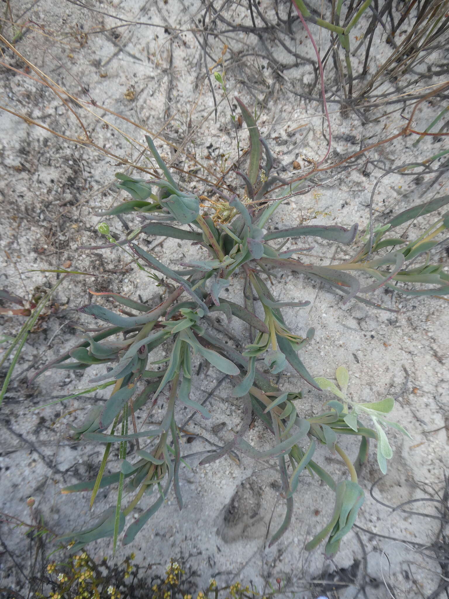 Image of Skiatophytum flaccidifolium Klak