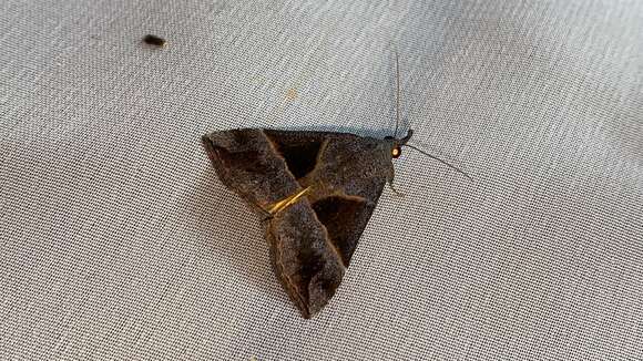 Image of Hypena trigonalis Costa 1836