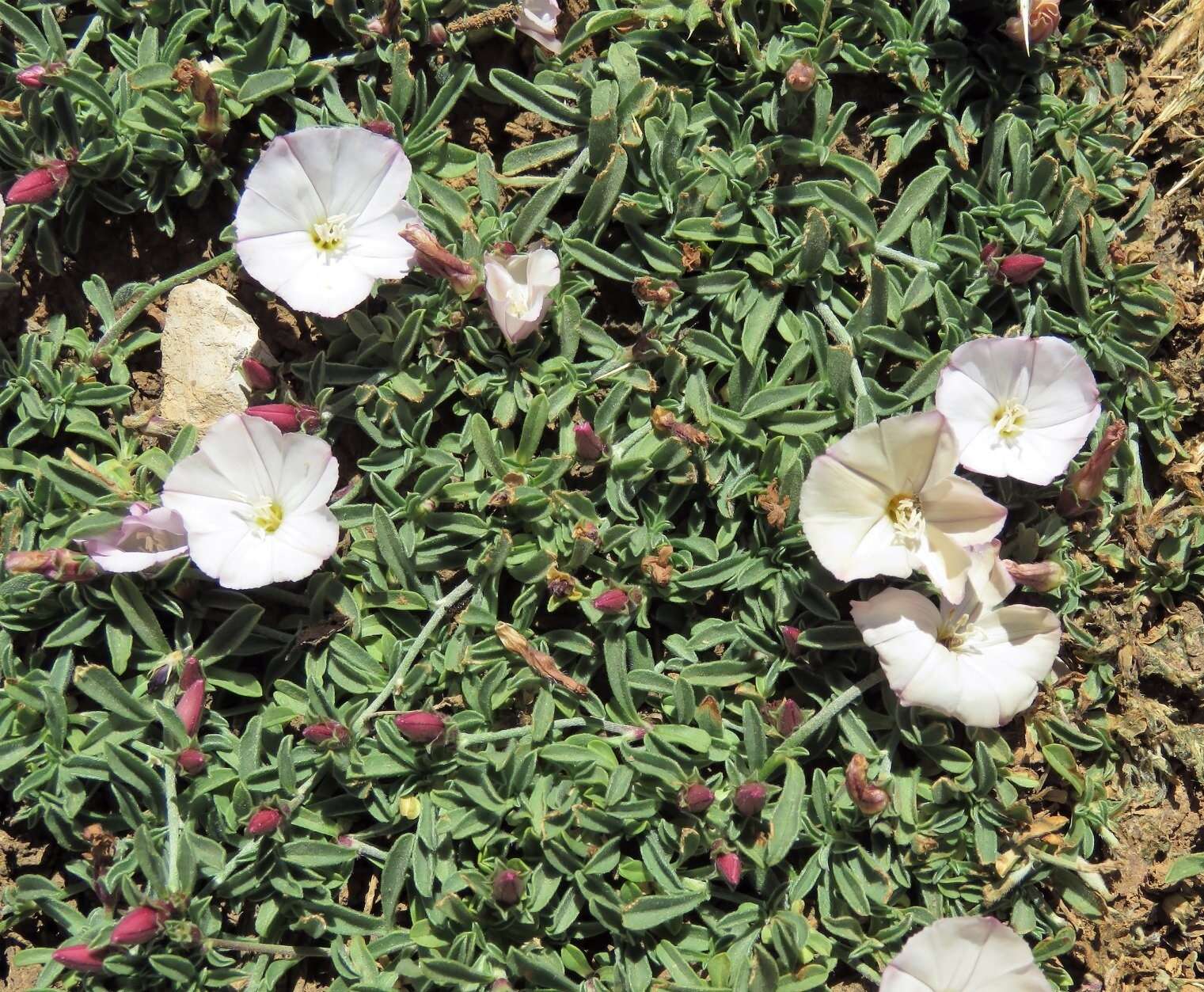 Image of Convolvulus libanoticus Boiss.